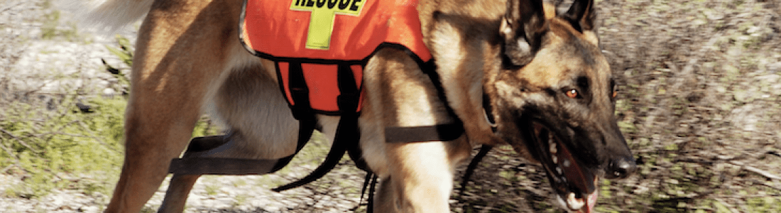 Service Dogs, Working Dogs, Therapy Dogs, Emotional Support Dogs: What’s the Difference?